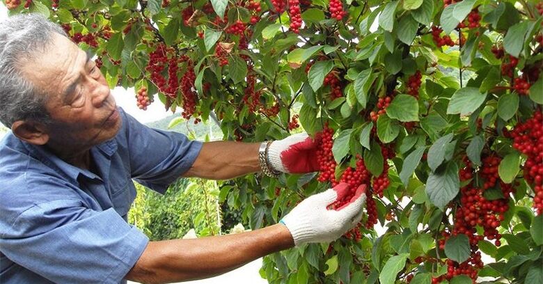 Kitajska limonska trava za povečanje potenciala